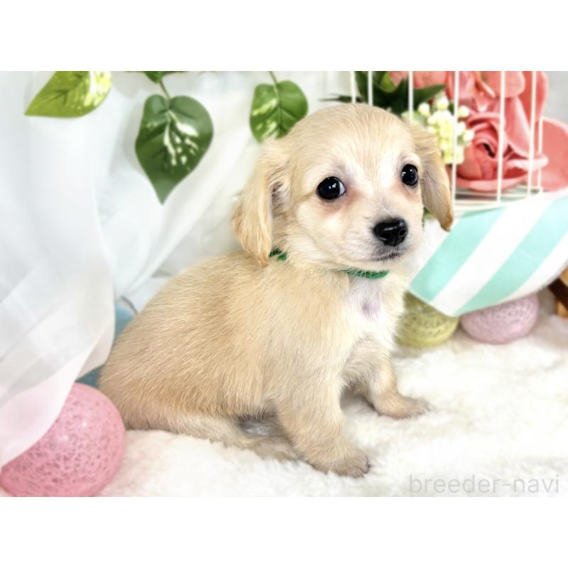 成約済の滋賀県のチワックス:チワワ×ミニチュアダックスフンド-408992の3枚目